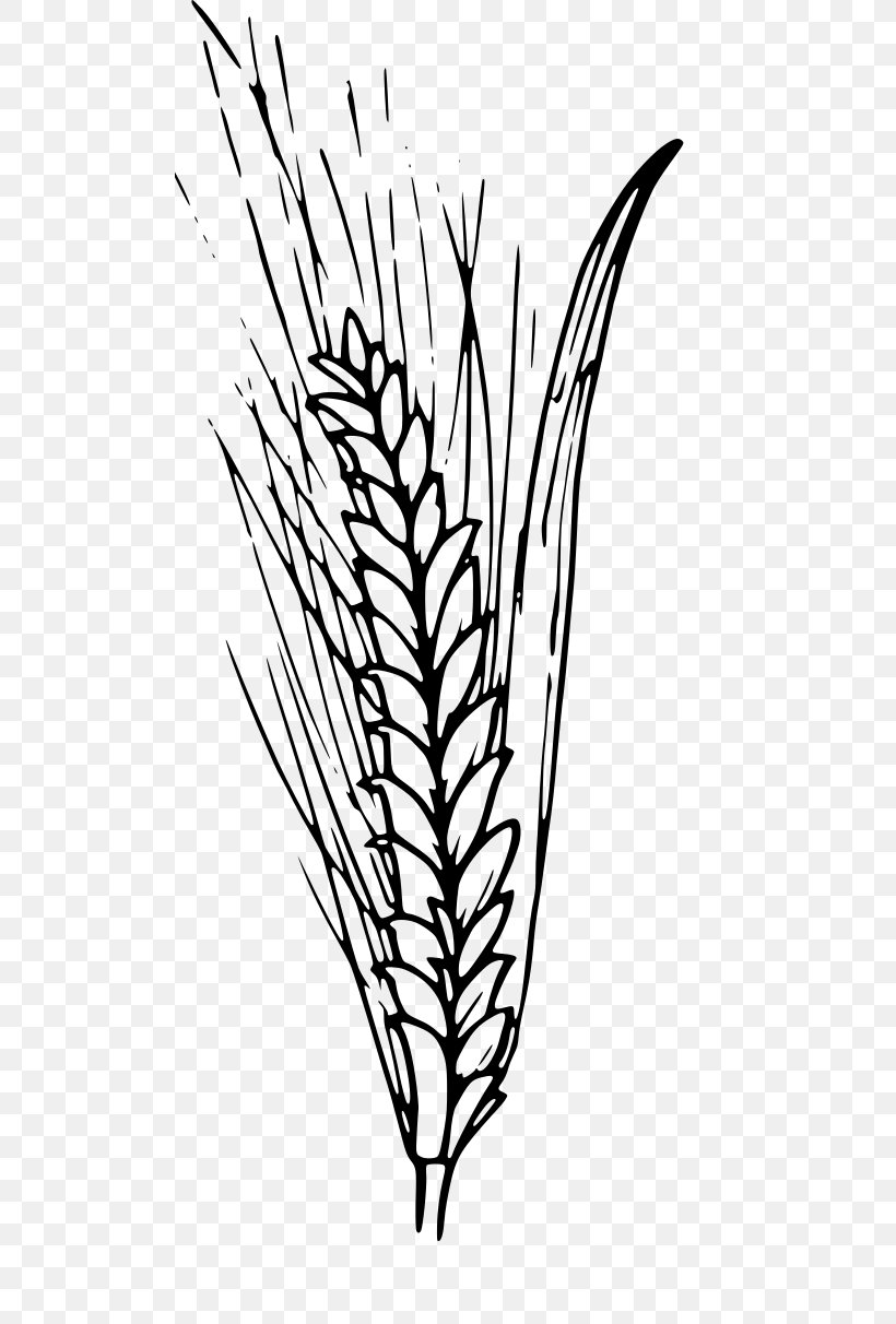 Drawing Of Family, PNG, 500x1212px, Wheat, Agriculture, Barley, Cereal, Coloring Book Download Free