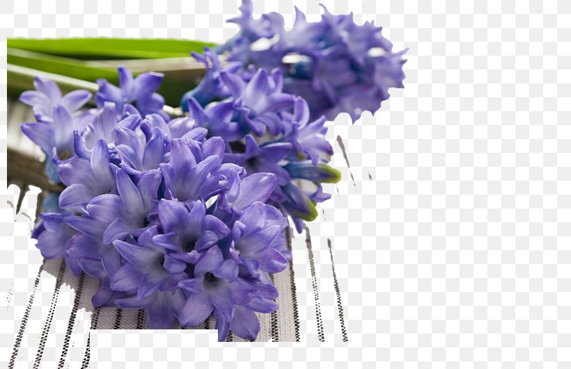 Hyacinthus Orientalis Hyacinthaceae Narcissus Tazetta Narcissus Pseudonarcissus Bulb, PNG, 800x531px, Hyacinthus Orientalis, Artificial Flower, Asparagales, Blue, Bulb Download Free