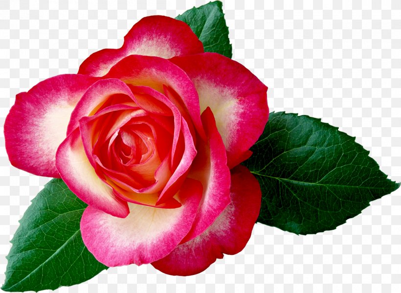 Rose Flower Desktop Wallpaper Clip Art, PNG, 1200x877px, Rose, Annual Plant, Begonia, Blue Rose, Camellia Download Free