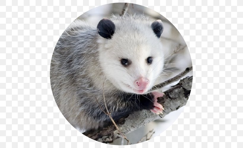 Virginia Opossum Marsupial Koala Wombat, PNG, 500x500px, Virginia Opossum, Animal, Carrion, Common Opossum, Dormouse Download Free
