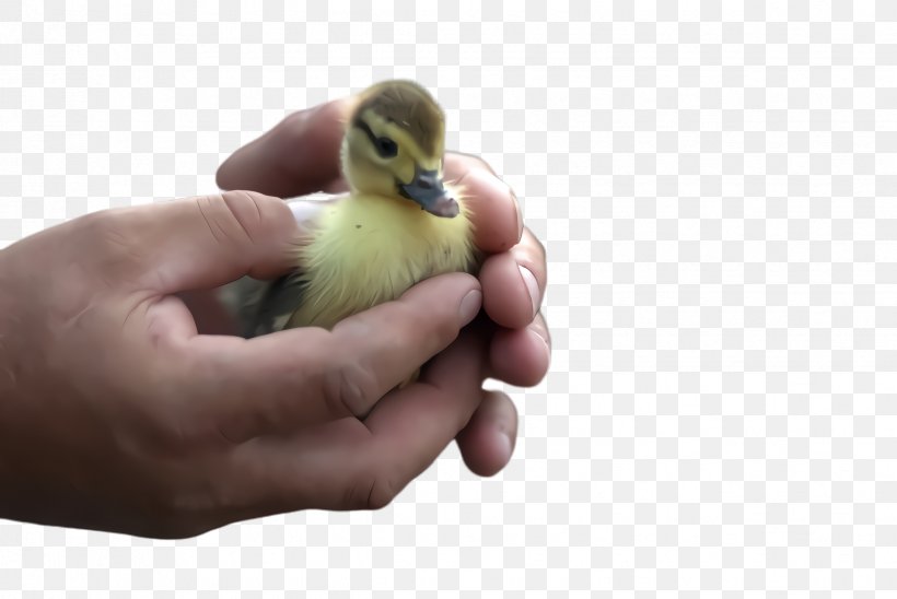 Bird Duck Water Bird Ducks, Geese And Swans Beak, PNG, 2448x1636px, Bird, Adaptation, American Black Duck, Beak, Duck Download Free