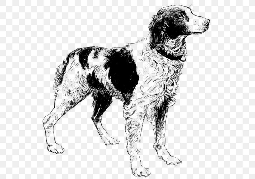 Brittany Dog French Spaniel Old English Sheepdog Clip Art, PNG, 580x577px, Brittany Dog, Animal, Black And White, Breed, Brittany Download Free
