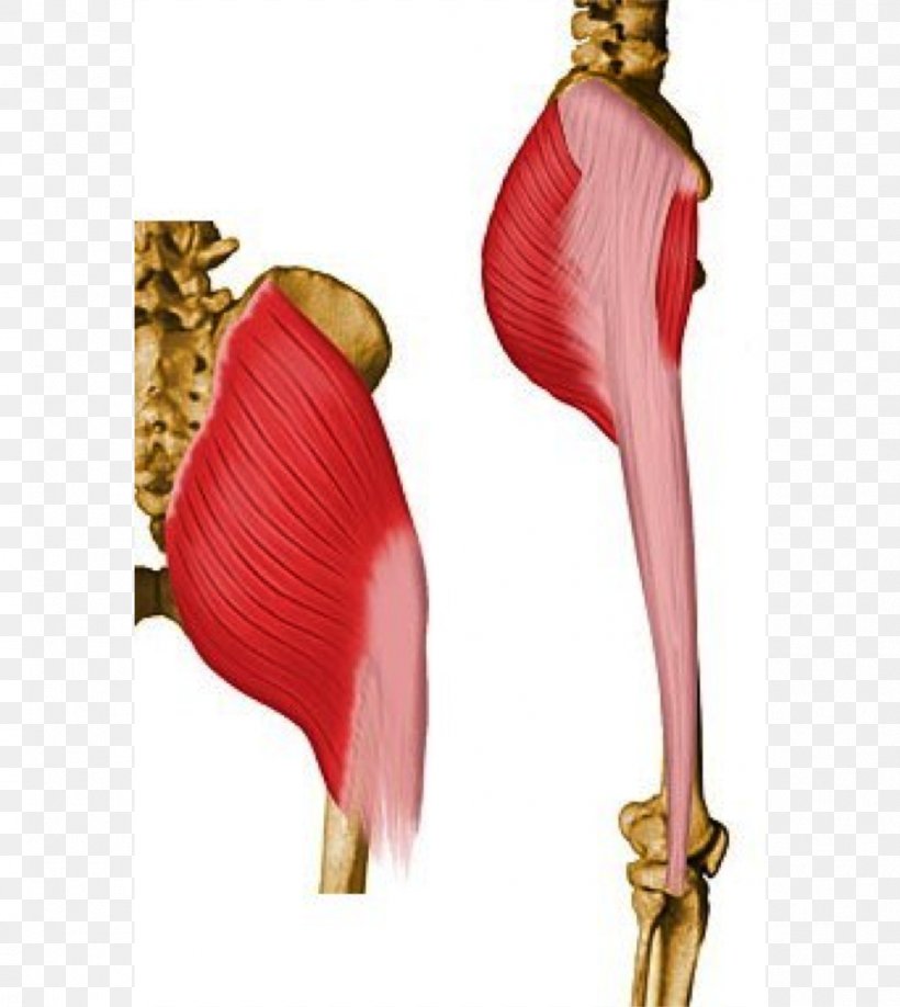 Gluteus Maximus Gluteal Muscles Gluteus Medius Pelvis, PNG, 1001x1121px, Watercolor, Cartoon, Flower, Frame, Heart Download Free
