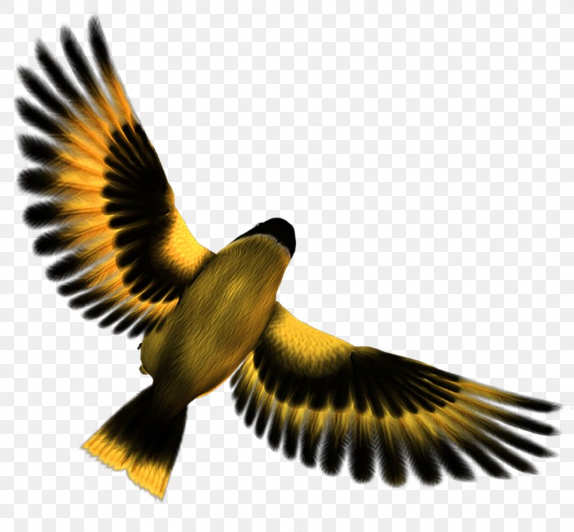 Vector Graphics Image Bird Download, PNG, 950x881px, Bird, Accipitriformes, Beak, Bird Of Prey, Eagle Download Free
