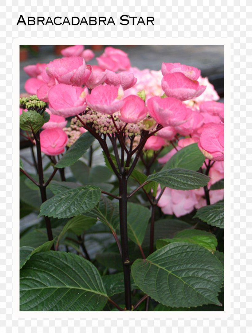 French Hydrangea Plant Stem Flower Smooth Hydrangea Climbing Hydrangea, PNG, 1213x1600px, French Hydrangea, Annual Plant, Climbing Hydrangea, Cornales, Flower Download Free