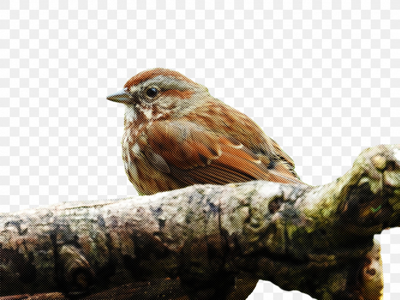 House Finch Birds House Sparrow Old World Sparrow Finches, PNG, 1920x1440px, House Finch, Beak, Birds, Drawing, Finches Download Free