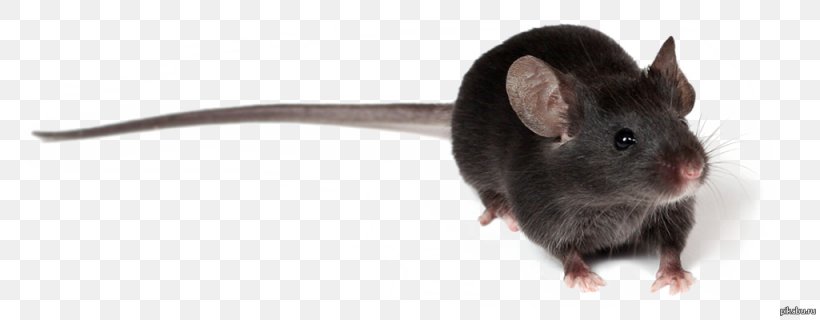 Rat House Mouse Murids Myomorpha, PNG, 1025x400px, Rat, Animal, Bird, European Rabbit, House Mouse Download Free