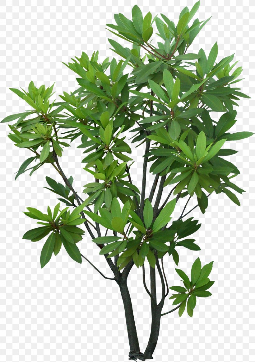 Tree Shrub Plant Evergreen Garden, PNG, 1661x2354px, Tree, Branch, Evergreen, Flowerpot, Garden Download Free