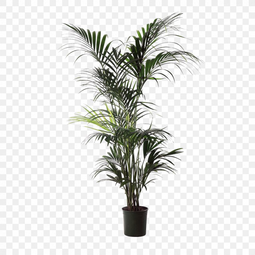 Babassu Areca Palm Houseplant Arecaceae Flowerpot, PNG, 1200x1200px, Babassu, Areca Palm, Arecaceae, Arecales, Artificial Flower Download Free