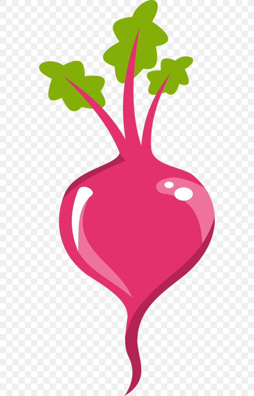 Common Beet Beetroot Vegetable Clip Art, PNG, 640x1280px, Common Beet, Artwork, Beet, Beetroot, Branch Download Free