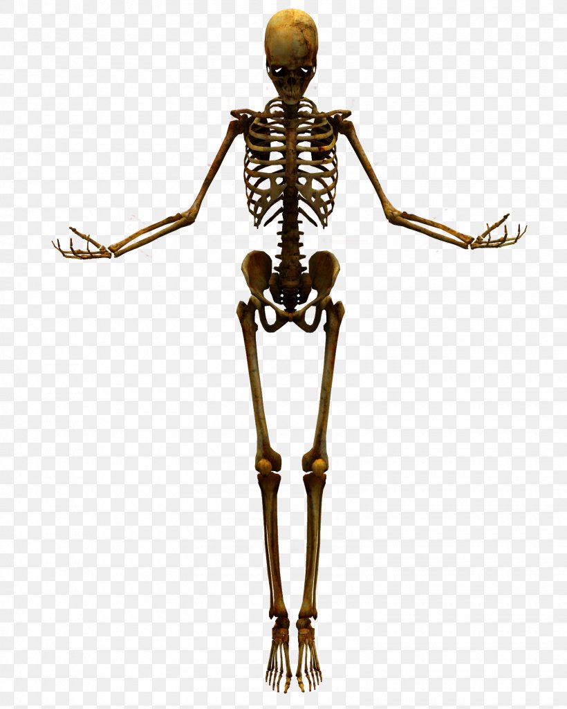 Human Skeleton Skull, PNG, 1600x2000px, Skeleton, Bone, Drawing, Homo Sapiens, Human Download Free