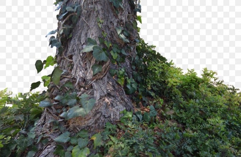Trunk Tree Old-growth Forest, PNG, 1104x723px, Trunk, Banyan, Biome, Branch, Evergreen Download Free