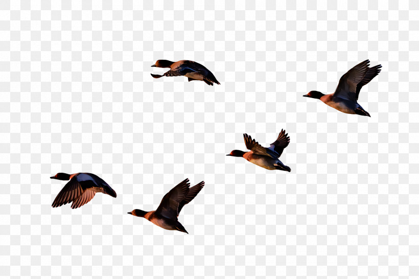 Birds Duck Bird Migration Riddle Beak, PNG, 1920x1280px, Birds, Animal Migration, Aptitude, Beak, Biology Download Free
