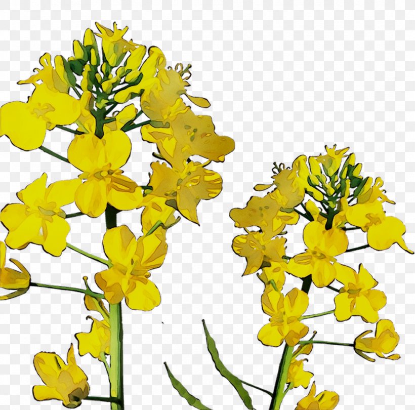 Canola Oil Field Mustard Rapeseed Yellow Mustard Plant, PNG, 1074x1061px, Canola Oil, Botany, Brassica, Brassica Rapa, Cabbages Download Free