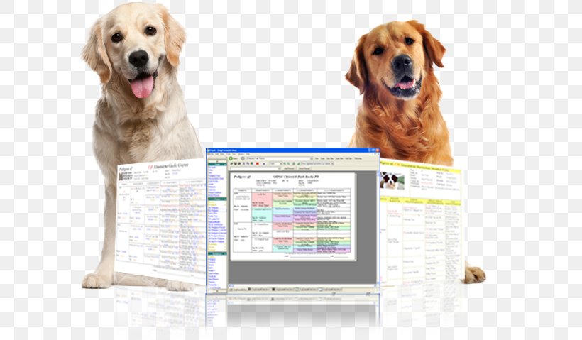 Golden Retriever Puppy Dog Breed Companion Dog, PNG, 661x479px, Golden Retriever, Breed, Car, Carnivoran, Ceramic Download Free