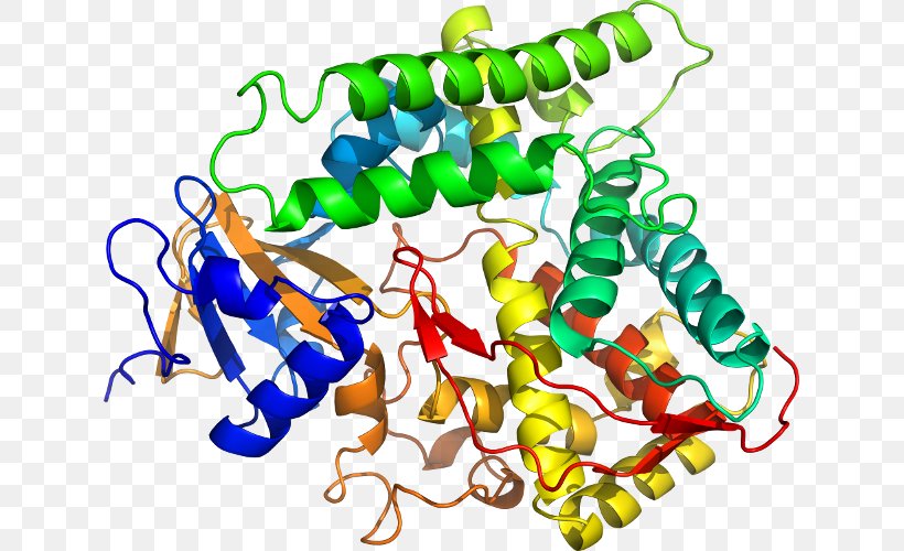 Homo Sapiens BACH1 Gene Protein Transcription Factor, PNG, 631x500px, Watercolor, Cartoon, Flower, Frame, Heart Download Free
