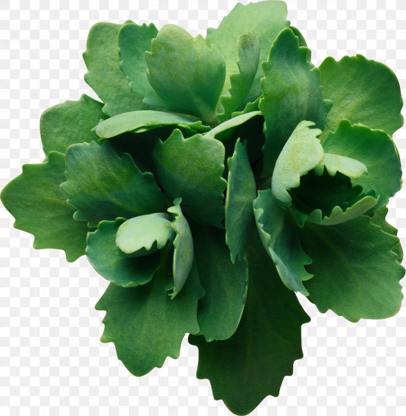 Leaf Green, PNG, 2396x2457px, Leaf, Annual Plant, Clipping Path, Green, Herb Download Free