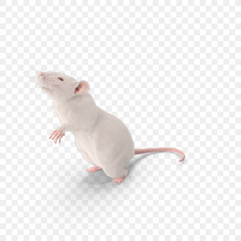 Mouse Brown Rat Laboratory Rat Murids Rodent, PNG, 2048x2048px, Mouse, Animal, Brown Rat, Computer Graphics, Fauna Download Free