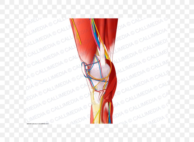 Shoulder Knee Blood Vessel Muscle Nerve, PNG, 600x600px, Watercolor, Cartoon, Flower, Frame, Heart Download Free