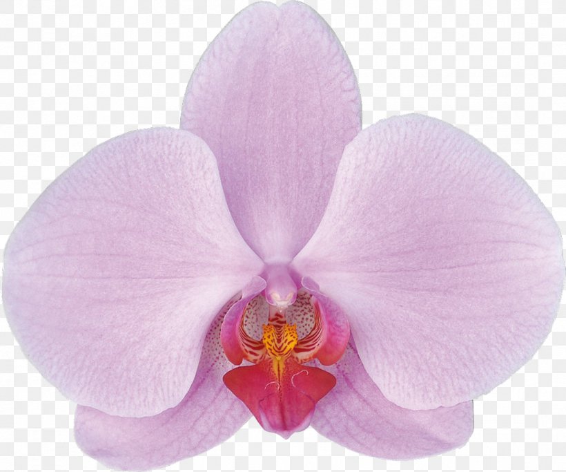 Moth Orchids Flowering Plant Flowering Plant, PNG, 1084x904px, Moth Orchids, Cattleya, Cattleya Orchids, Cultivar, Family Download Free