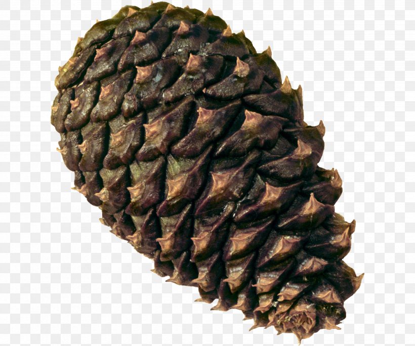 Spruce Conifer Cone Pine, PNG, 2675x2232px, Conifer Cone, Computer Software, Conifers, Material, Pine Download Free