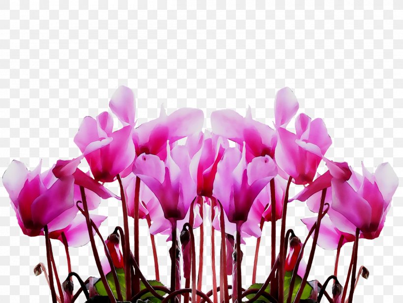 Tango West Ltd Mother's Day Image Flower Portable Network Graphics, PNG, 2400x1805px, Mothers Day, Bouquet, Crocus, Cut Flowers, Cyclamen Download Free