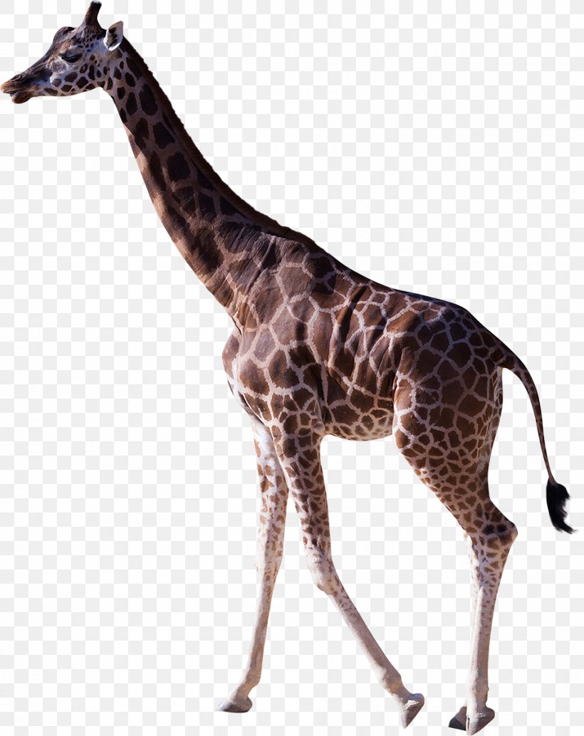 Northern Giraffe Stock Photography Mammal, PNG, 951x1200px, Northern Giraffe, Animal, Can Stock Photo, Fauna, Giraffe Download Free