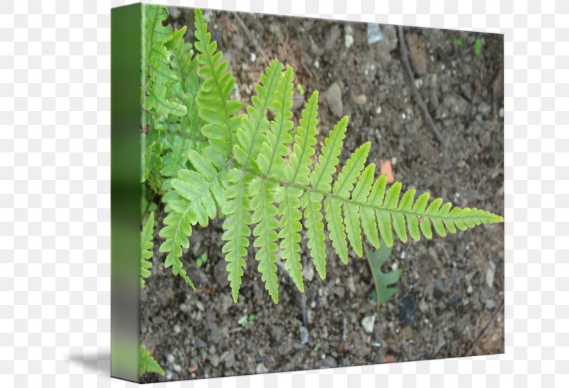 Ostrich Fern Fiddlehead Fern Leaf Terrestrial Plant, PNG, 650x560px, Fern, Ferns And Horsetails, Fiddlehead Fern, Leaf, Ostrich Fern Download Free