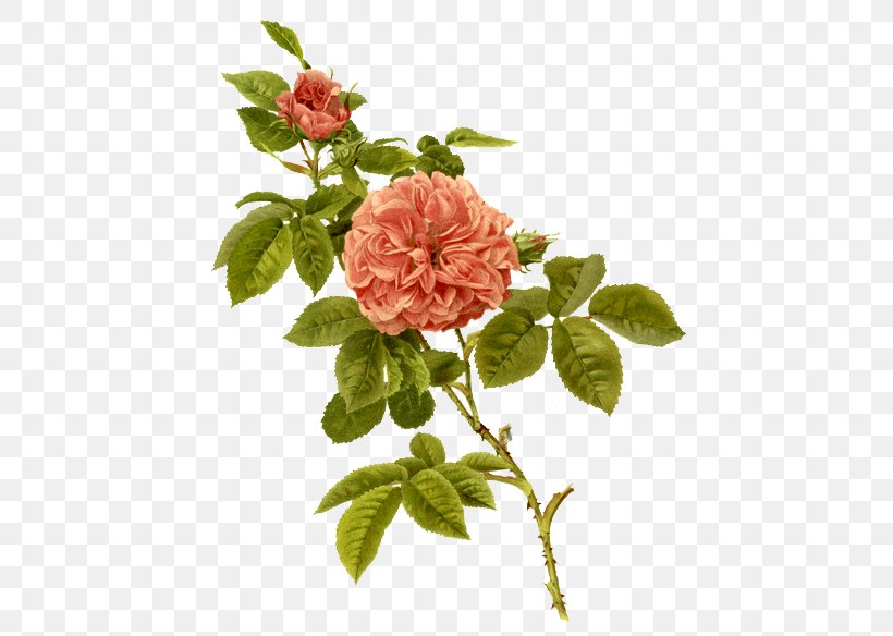 Violeta, PNG, 467x584px, Image Resolution, Branch, China Rose, Cut Flowers, Deviantart Download Free