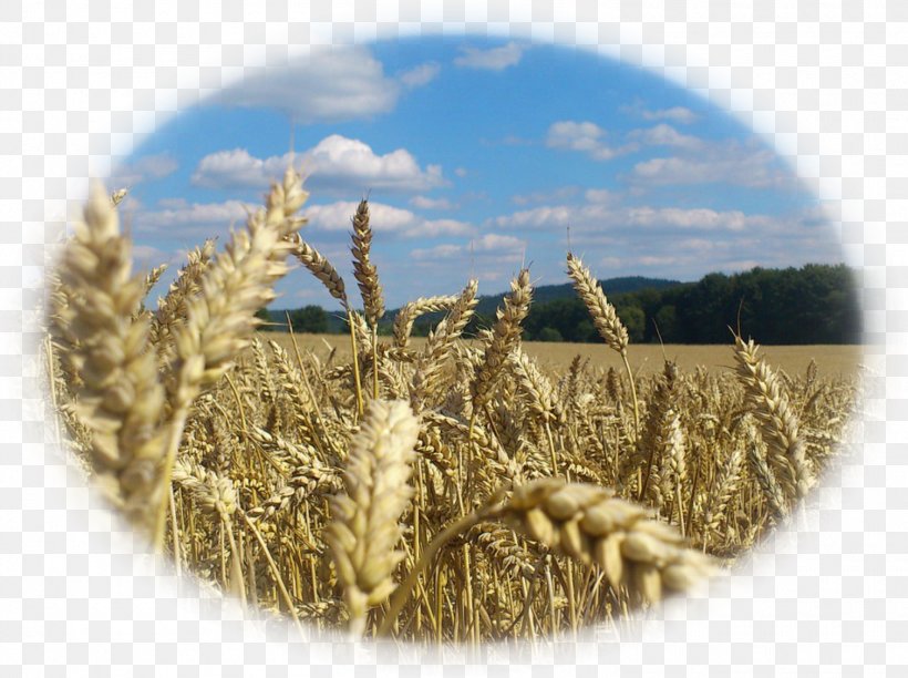 Wheat Poland Strueby Agencies Inc Agriculture, PNG, 1510x1128px, Wheat, Agriculture, Avena, Cereal, Cereal Germ Download Free