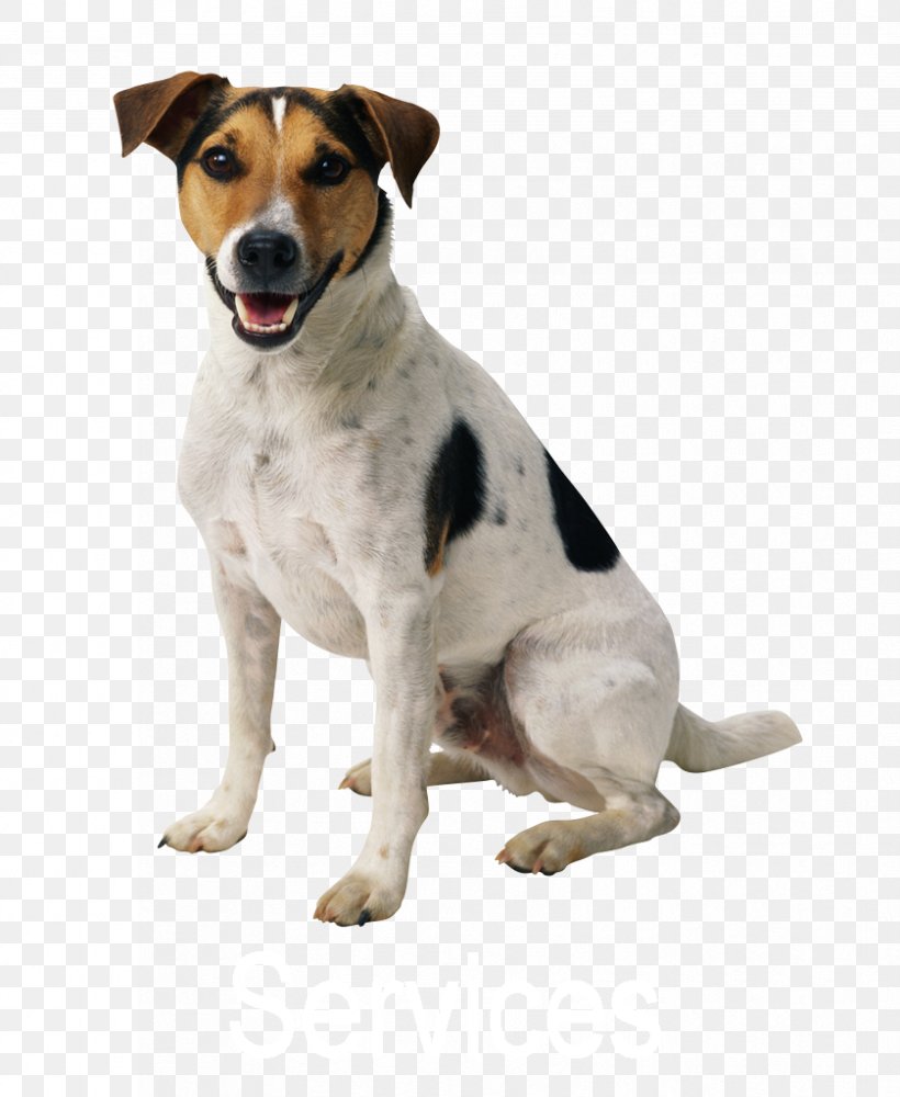 Dog Pet Sitting Puppy Cat, PNG, 839x1024px, Dog, Bark, Best Doggie Bakery, Carnivoran, Cat Download Free