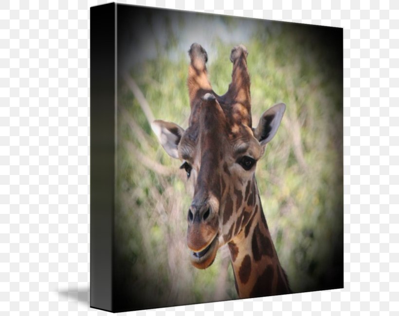 Giraffe Fauna Wildlife Terrestrial Animal Snout, PNG, 609x650px, Giraffe, Animal, Fauna, Giraffidae, Mammal Download Free