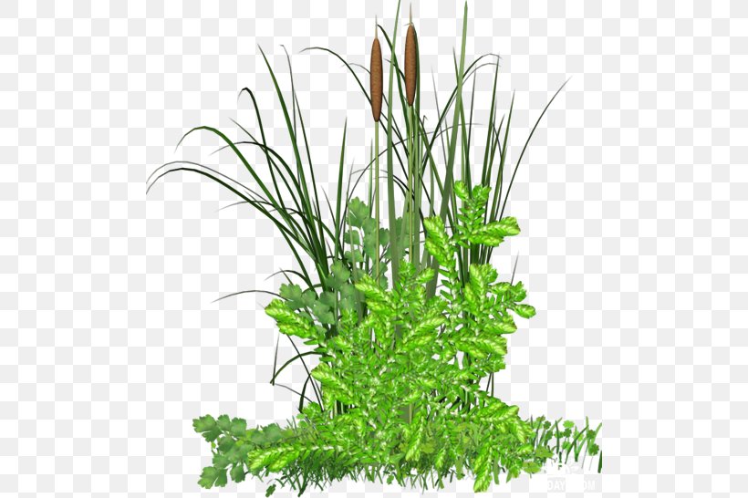 Grass Herbaceous Plant PhotoFiltre Clip Art, PNG, 500x546px, Grass, Animation, Aquarium Decor, Commodity, Floral Design Download Free