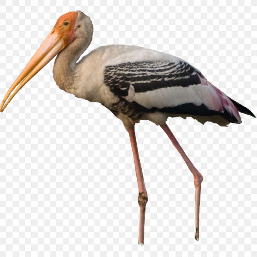 White Stork Bird Pelican Crane, PNG, 880x880px, White Stork, Beak, Bird, Ciconiiformes, Columbidae Download Free