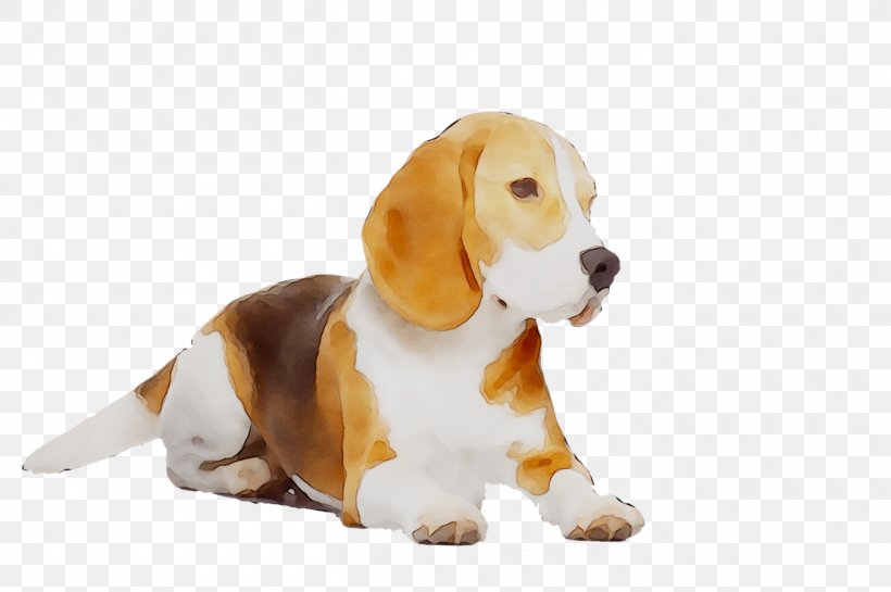 Beagle Puppy Dog Breed Companion Dog Hound, PNG, 1355x901px, Beagle, American Foxhound, Artois Hound, Basset Hound, Beagleharrier Download Free