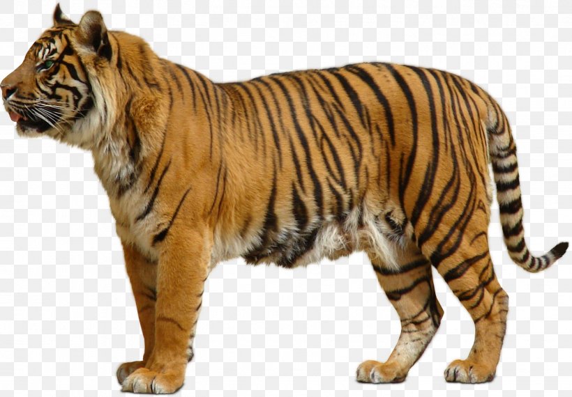 Bengal Tiger Sumatran Tiger Siberian Tiger Man-Eater: Hot Shifter Romance, PNG, 1419x987px, Bengal Tiger, Animal, Animal Figure, Big Cat, Big Cats Download Free
