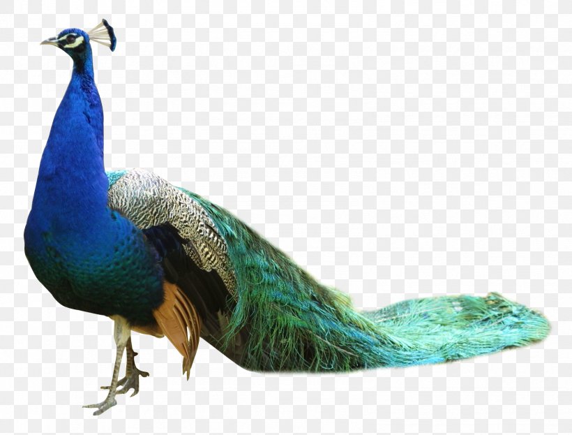 Bird Peafowl, PNG, 1594x1212px, Bird, Asiatic Peafowl, Beak, Fauna, Feather Download Free