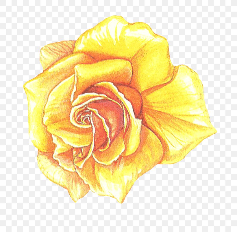 Garden Roses Cabbage Rose Drawing Cut Flowers Petal, PNG, 797x800px, Garden Roses, Cabbage Rose, Cut Flowers, Drawing, Flower Download Free