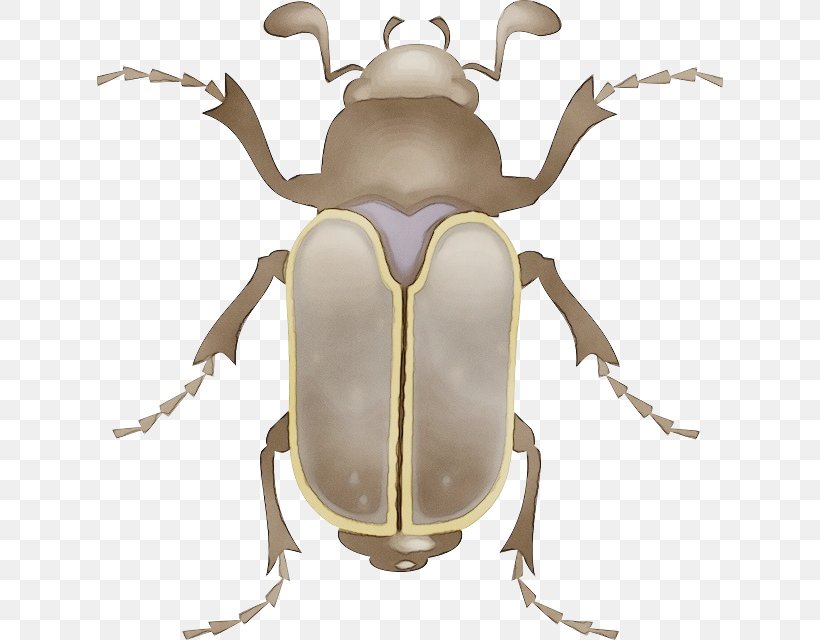 Insect Stag Beetles Beetle Elephant Beetle Cetoniidae, PNG, 626x640px, Watercolor, Beetle, Blister Beetles, Cetoniidae, Elephant Beetle Download Free
