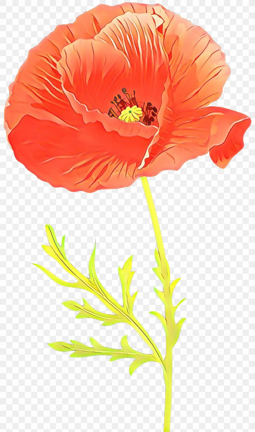 Orange, PNG, 1770x3000px, Cartoon, Coquelicot, Corn Poppy, Cut Flowers, Flower Download Free