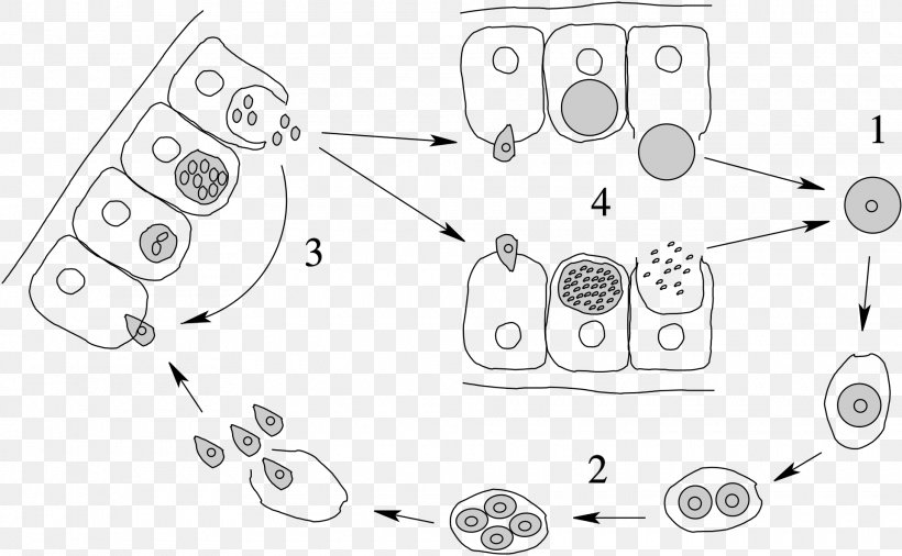 Apicomplexan Life Cycle Merozoit Protozoa Esporozoíto, PNG, 1920x1185px, Apicomplexa, Apicomplexan Life Cycle, Area, Auto Part, Biological Life Cycle Download Free