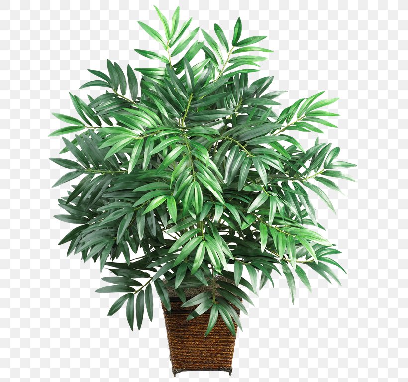Areca Palm Lucky Bamboo Arecaceae Houseplant, PNG, 768x768px, Areca Palm, Albizia Julibrissin, Arecaceae, Arecales, Bamboo Download Free