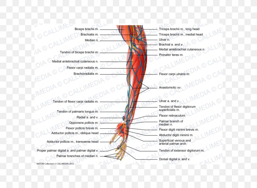 Nerve Muscle Forearm Anatomy, PNG, 600x600px, Watercolor, Cartoon, Flower, Frame, Heart Download Free