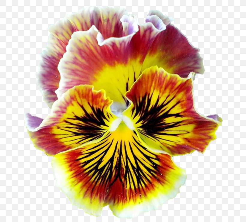 Pansy Close-up, PNG, 688x740px, Pansy, Closeup, Flower, Flowering Plant, Petal Download Free