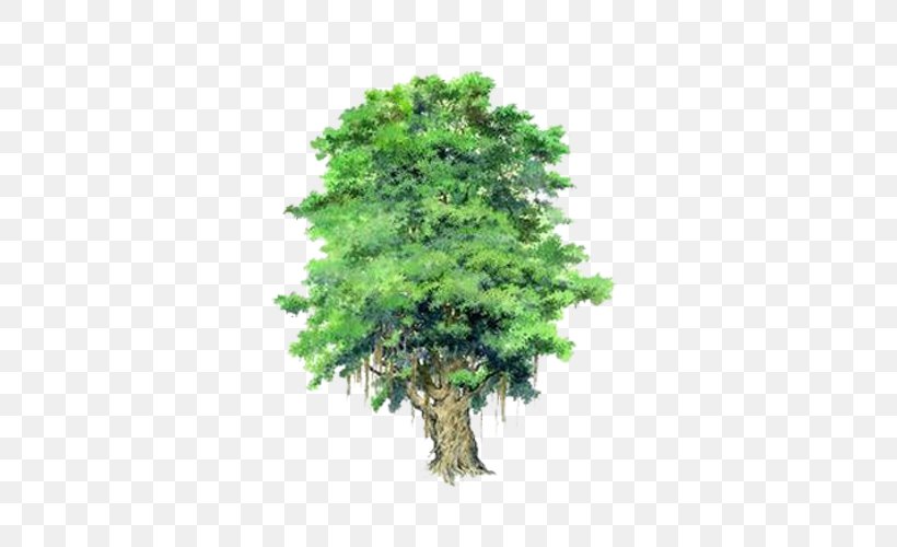 Populus Nigra Tree Bauhinia Xd7 Blakeana Garden, PNG, 500x500px, Populus Nigra, Bauhinia Variegata, Bauhinia Xd7 Blakeana, Bombax Ceiba, Branch Download Free