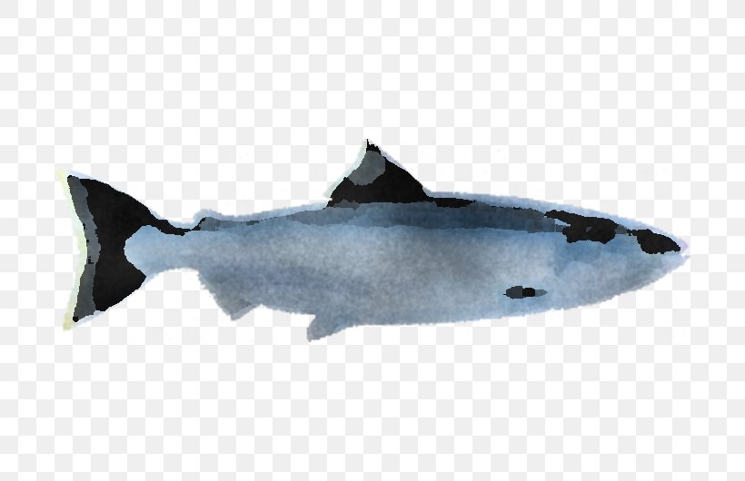 Shark, PNG, 800x530px, Fish, Albacore Fish, Bonyfish, Fin, Fish Products Download Free