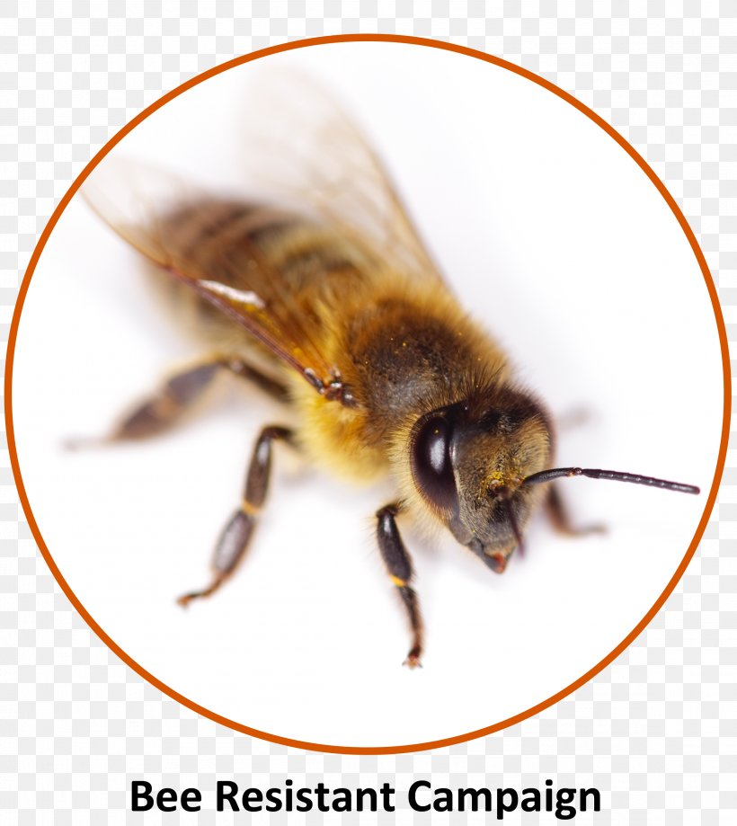 Anaphylaxis Campaign Autoinjector Bee Insect, PNG, 2316x2598px, Anaphylaxis Campaign, Adrenaline, Anaphylaxis, Arthropod, Autoinjector Download Free