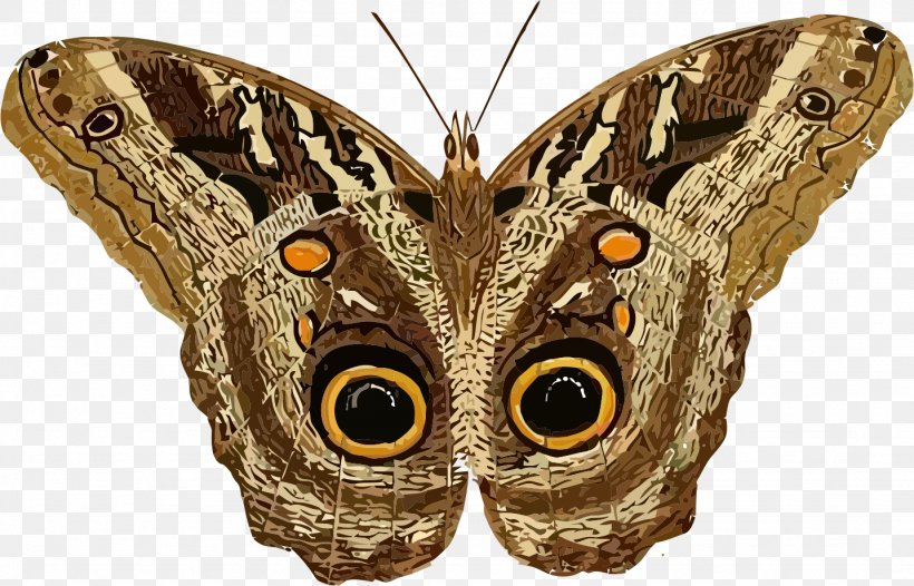 Butterfly Moth Hyalophora Cecropia Clip Art, PNG, 1434x921px, Butterfly, Arthropod, Brush Footed Butterfly, Butterflies And Moths, Cabbage Moth Download Free
