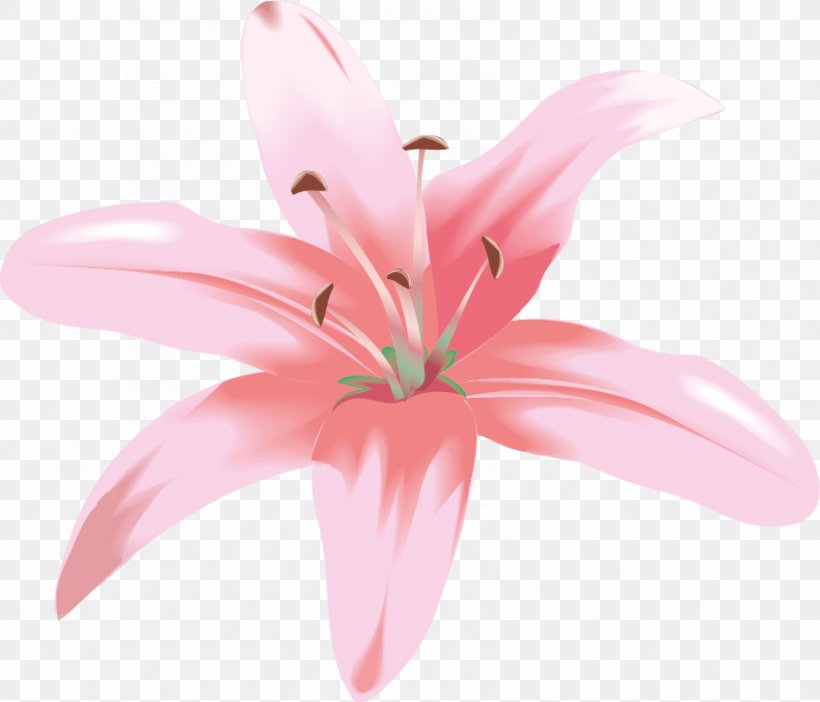 Flower Vector Graphics Easter Lily Madonna Lily Clip Art, PNG, 848x727px, Flower, Close Up, Cut Flowers, Easter Lily, Eckhart Tolle Download Free