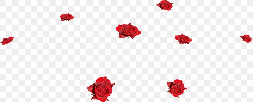 Garden Roses Flower, PNG, 2082x843px, Rose, Carnation, Computer Software, Flower, Flowering Plant Download Free